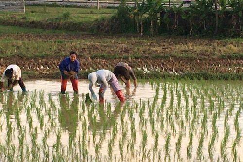 Toàn tỉnh gieo cấy 86,14% diện tích lúa vụ mùa