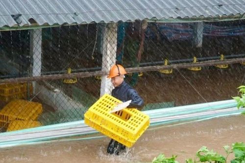 6.000 con gà được đưa đi 'tránh lũ' khẩn cấp