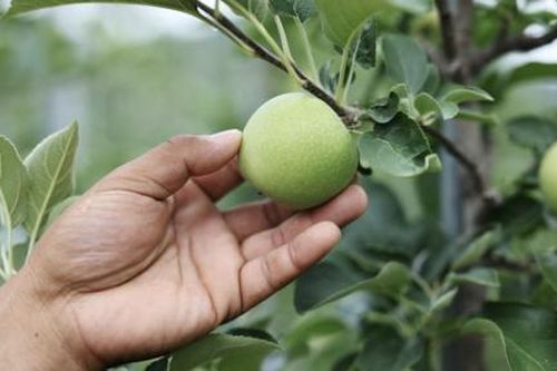 'Thủ phủ táo' ở Hàn Quốc trước nguy cơ lao đao vì hàng nhập từ Mỹ