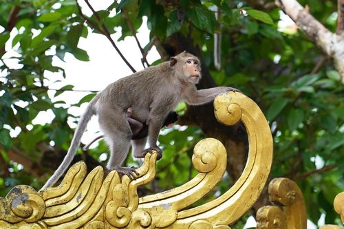 Ngôi chùa độc đáo trên núi ở TP.HCM, nơi bầy khỉ hoang nương náu