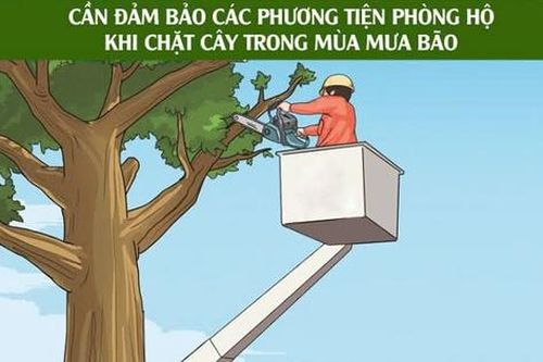 Người đàn ông ở Hải Phòng chấn thương nặng ở đầu vì tỉa cành cây tránh bão