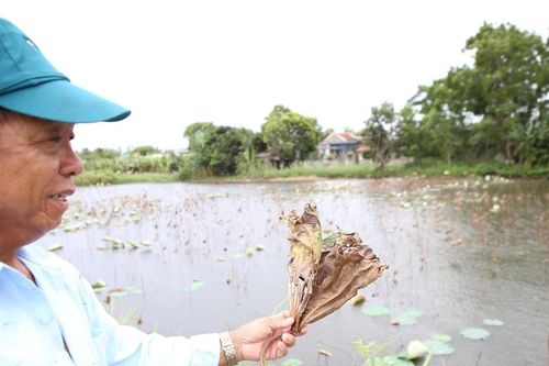 Mưa lũ lạ thường: Hàng trăm héc ta trồng sen mất mùa