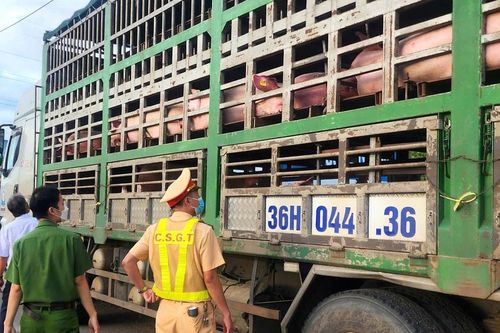 Phát hiện xe tải chở heo nghi mắc dịch bệnh, không rõ nguồn gốc