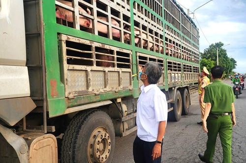 Gia Lai tạm giữ xe chở lợn có dấu hiệu nhiễm bệnh