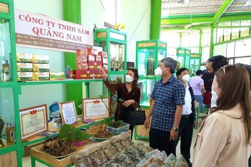 Đà Nẵng: Chuẩn bị tổ chức Lễ hội sâm Ngọc Linh lần thứ VII