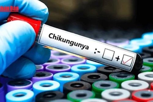 WHO cảnh báo nguy cơ lây lan rộng của virus Chikungunya