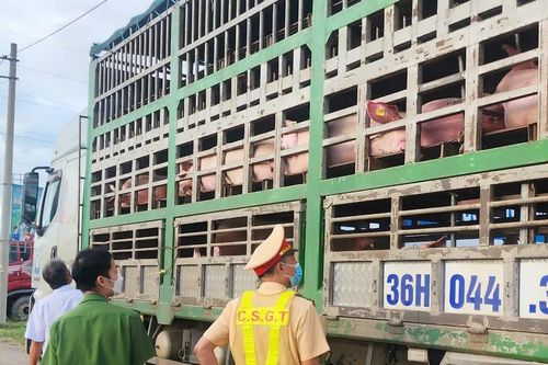 Phát hiện 54 con heo nghi mắc dịch bệnh đang vận chuyển vào Nam