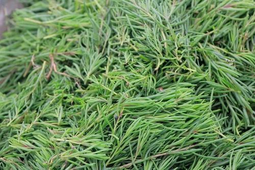 Rau nhót 'lộc trời' xứ Nghệ giúp thanh lọc cơ thể, mát gan, dễ tiêu
