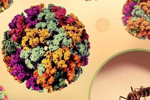 WHO cảnh báo nguy cơ lây lan cao của virus Chikungunya