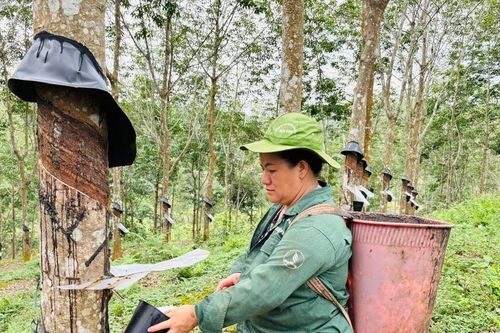 BÀI 3: Cả nhà làm cao su – Từ bản xa đổi đời