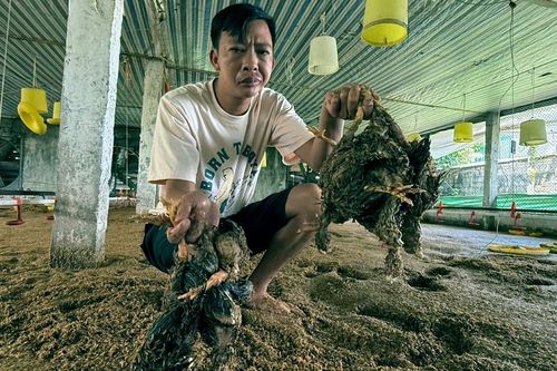 Nước lên đến đâu, gà chết đến đó, chủ trang trại ở Thanh Hóa trắng tay sau lũ