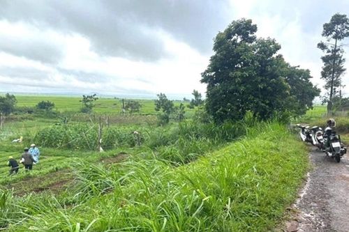 Người phụ nữ bị cây ngã đổ đè tử vong ở Gia Lai