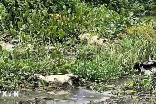Gia Lai: Phát hiện nhiều xác lợn vứt trôi nổi tại khu vực suối Hội Phú
