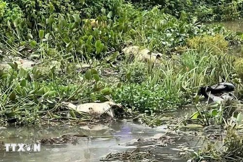 Gia Lai khẩn trương xử lý xác lợn bị vứt trôi nổi trên suối Hội Phú