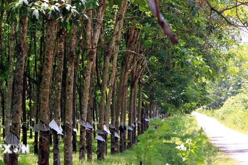 Quảng Trị: Hồi sinh màu xanh trên vùng đất ô nhiễm bom mìn Cồn Tiên