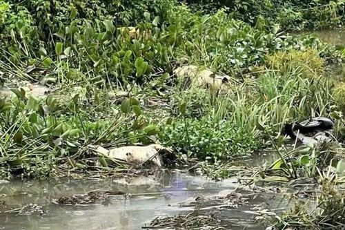 Gia Lai: Phát hiện nhiều xác lợn vứt trôi nổi tại suối Hội Phú