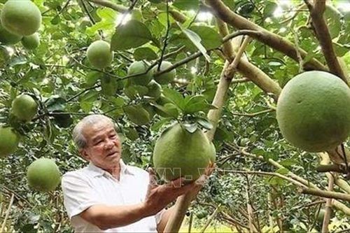 Những cựu chiến binh viết tiếp câu chuyện kinh tế thời bình