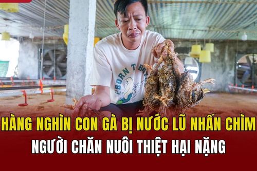Sau bão số 3, hàng nghìn con gà bị nước lũ nhấn chìm, người chăn nuôi thiệt hại nặng
