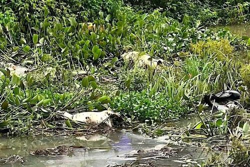 Khẩn trương xử lý tình trạng xác heo chết trôi nổi trên suối Hội Phú