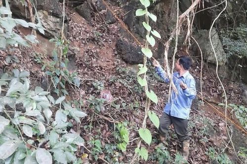 Đẩy nhanh tiến độ điều tra rừng