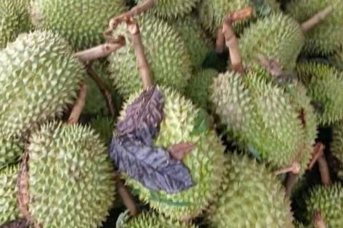Người dân xã Bảo Lâm 3 bị thiệt hại hơn 160 tấn sầu riêng do ảnh hưởng bão số 3