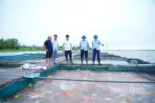 Đảm bảo an toàn cho diện tích nuôi cá lồng trên sông Hồng trước ảnh hưởng của bão Wipha