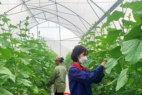 Phú Thọ khơi dậy tiềm năng nông nghiệp công nghệ cao