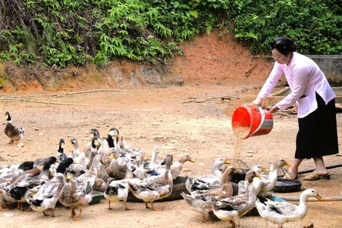 Bí quyết thoát nghèo ở Yên Thành