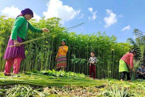 Nghề dệt lanh của người Mông trên Cao nguyên đá