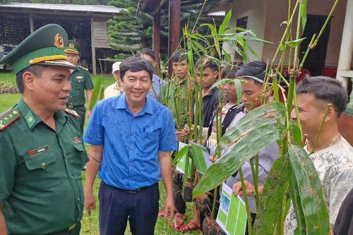 Phát triển mô hình trồng tre lấy măng cho nhân dân hai bên biên giới Việt - Lào