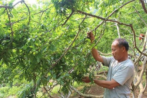 Cây đặc sản và sức bật HTX: Chìa khóa giảm nghèo vùng cao