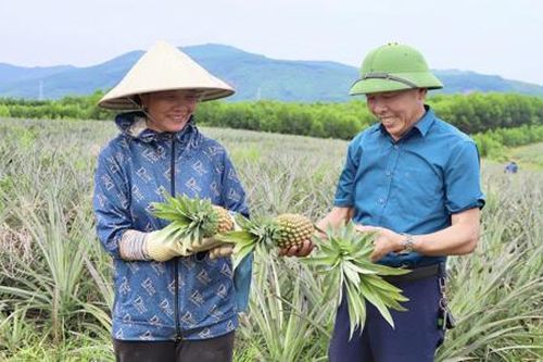 Trồng dứa liên kết mang nhiều triển vọng phát triển kinh tế