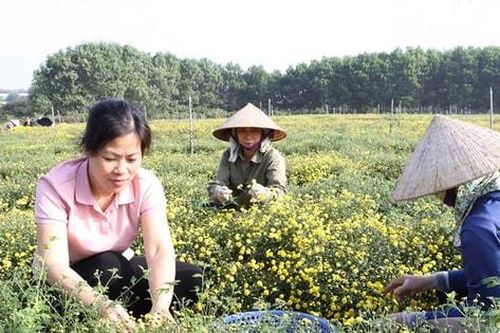 Xây dựng các mô hình nông nghiệp: Cần gắn sản xuất với tiêu thụ