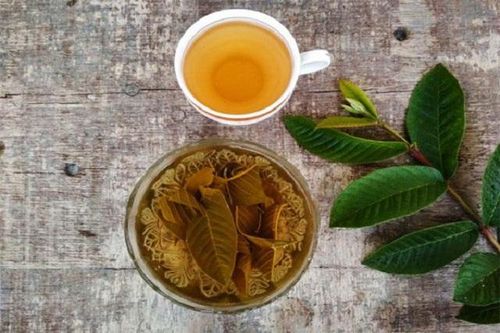 Uống nước lá ổi thay nước lọc hằng ngày gây hại như thế nào?