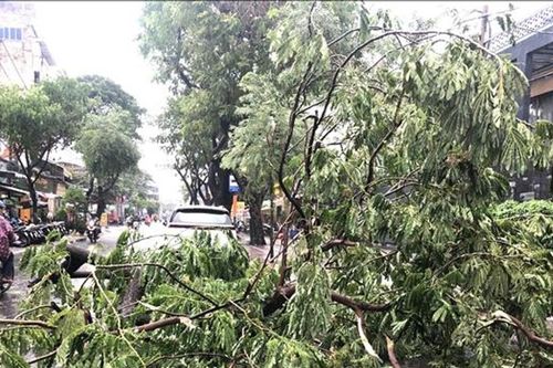TP Hồ Chí Minh: Ứng phó với dông lốc, gãy đổ cây xanh