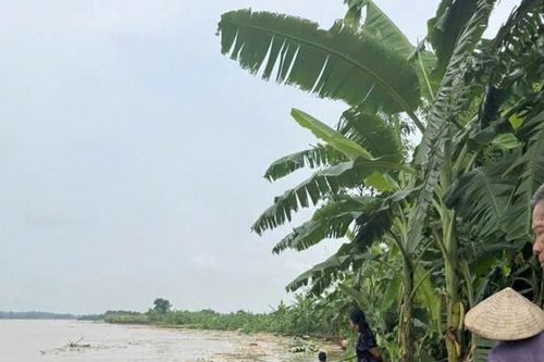 Phú Thọ: Sạt lở tiến nhanh vào đỉnh kè, xã Lâm Thao tổ chức ứng phó