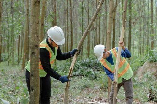 Phát triển kinh tế lâm nghiệp theo chuỗi giá trị