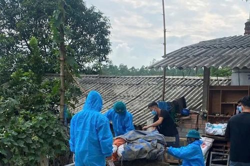 64 xã, phường tỉnh Phú Thọ có dịch tả lợn châu Phi
