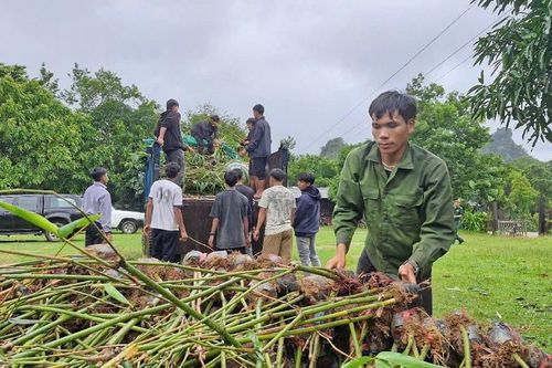 Quảng Trị: Tặng hơn 3.000 cây 'kinh tế cao' cho dân bản 2 bên biên giới