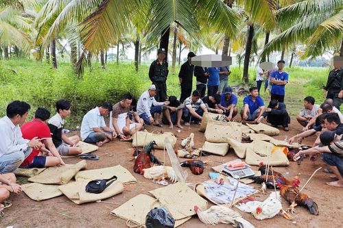 Cảnh sát bao vây 'trường gà' tiền tỷ ở TP Cần Thơ