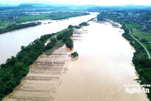 Chính quyền xã Đại Đồng (Nghệ An) cùng người dân tìm phương án giải cứu đàn bò mắc kẹt ngoài bãi nổi sông Lam