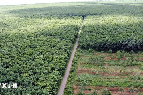 Cam kết Net Zero: Việt Nam gấp rút định giá carbon, vận hành thị trường xanh