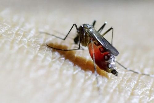 WHO cảnh báo Đông Nam Á có nguy cơ bùng phát sốt chikungunya