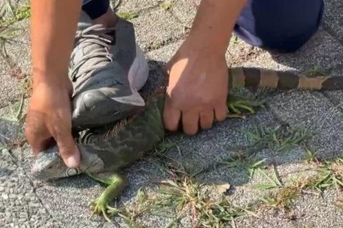 Treo thưởng hơn 300 triệu đồng để tiêu diệt một loài vật, người dân nô nức tham gia