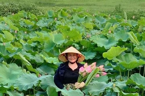 Biến đất hoang thành đầm sen, thu tiền triệu mỗi ngày