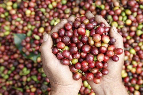 Tăng giá trị nông, thủy sản Việt bằng chế biến sâu và chuỗi liên kết bền vững
