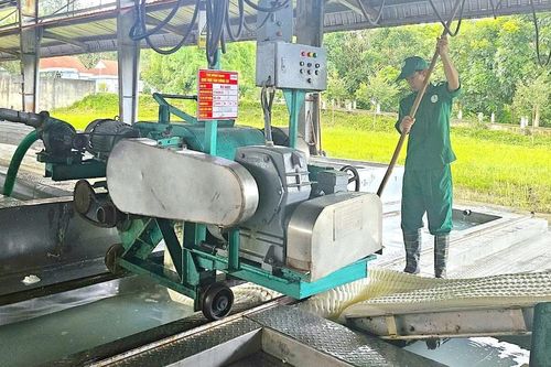 Ngày 24-7, giá cao su thế giới tăng mạnh, trong nước biến động nhẹ