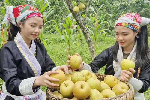 Nông dân Mường Hum thu 1,8 tỷ đồng từ lê Tai Nung