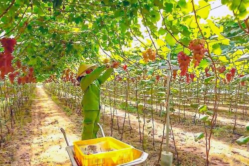 Tân Thành kết hợp nông nghiệp công nghệ cao vào du lịch