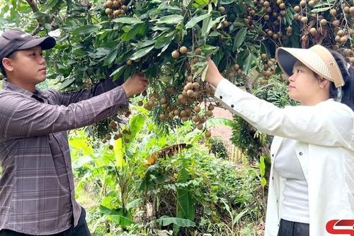 Nậm Ty vào vụ thu hoạch nhãn